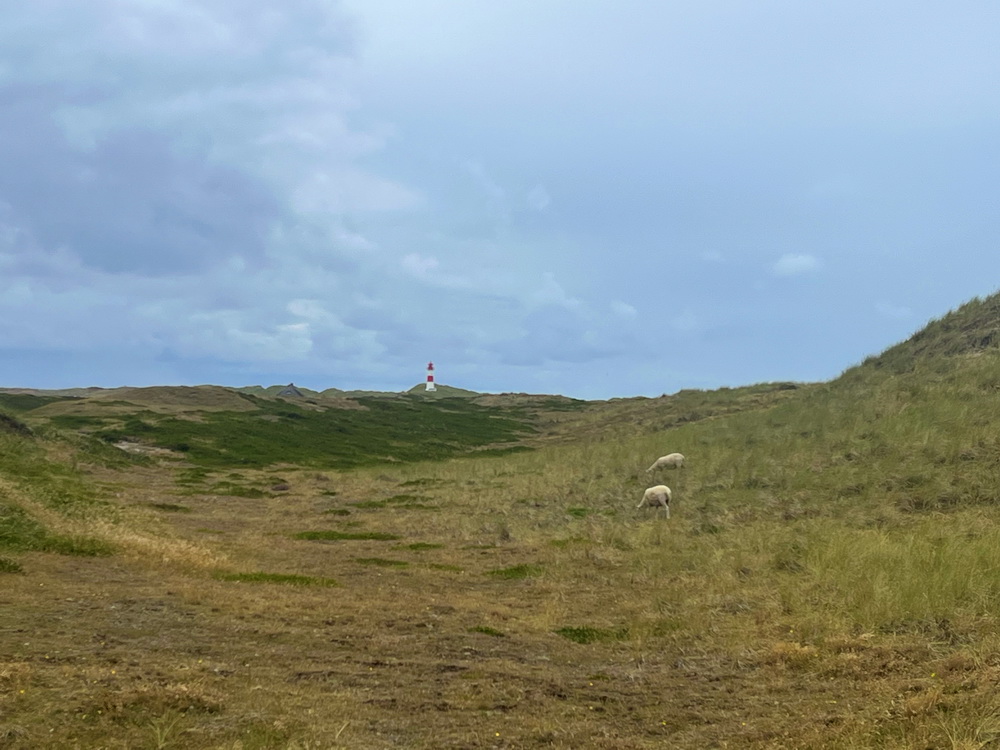 benbino Sylt 2026 Kupferkanne Heide Dünen, Ellenbogen, Mohnkuchen, Leuchtturm,
